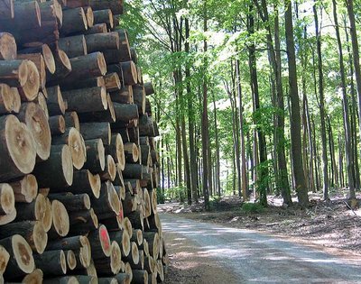 Kohlenstoffspeicher Holz