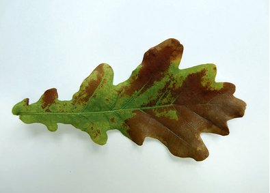 Exemples de dégâts foliaires