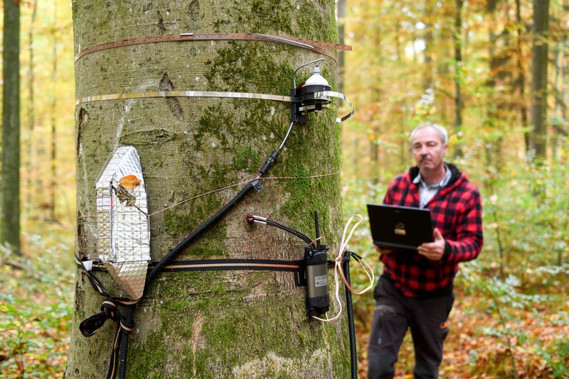 Eine Buche mit Umfangmessbändern und Saftflusssensoren, die den Wasserfluß und die physiologische Aktivität eines Baumes kontinuierlich erfassen. Dies wird gerade von einem Mitarbeiter der LWF kontrolliert.