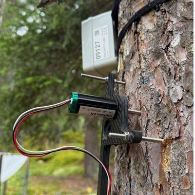 Dendrometro in uso su un abete rosso a Davos