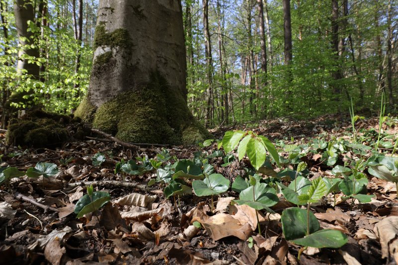 Rot-Buchen Verjüngung unter Mutterbaum