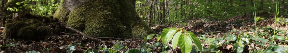 Buchen Verjüngung unter Mutterbaum