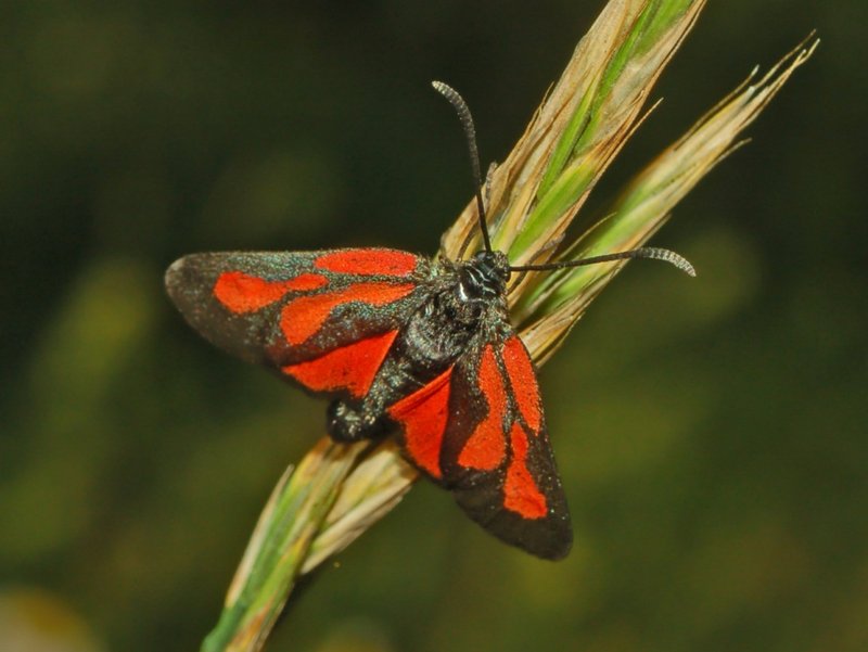 Figure 4: Zygaena osterodensis was also found on the project site (Photo: Hectonichus, Zygaenidae - Zygaena osterodensis, CC BY-SA 3.0).