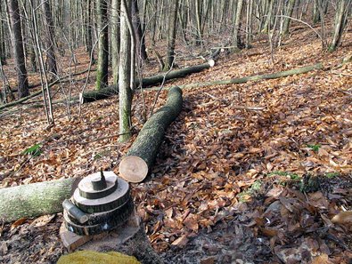 Stammscheibenentnahme an einem Baum in Rheinland-Pflaz