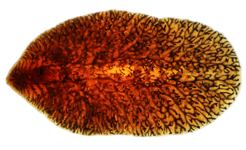 Großer Amerikanischer Leberegel, adulte Form ca. 9-10 cm lang und 3-4 cm breit