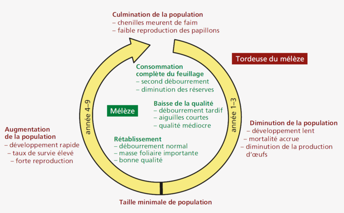 Cycle de neuf ans des interactions