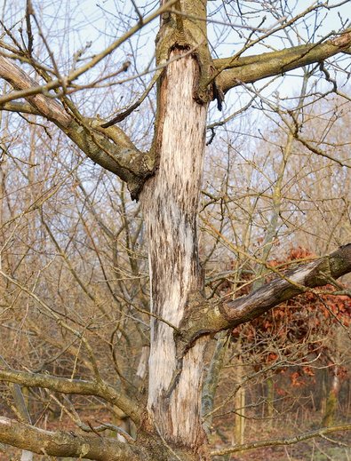 Dégât occasionné par un écureuil gris sur un chêne âgé