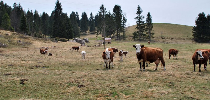 Anweiden zum Beginn der Vegetationsperiode. Die Reduktion der vorjährigen Streu verschlechtert das Zeckenhabitat.