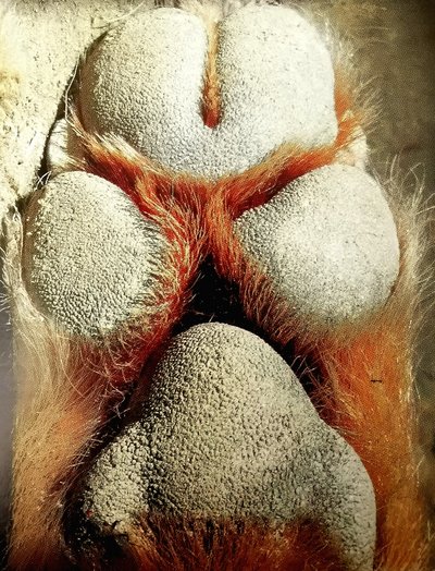 Vorderpfote  des Goldschakals von unten