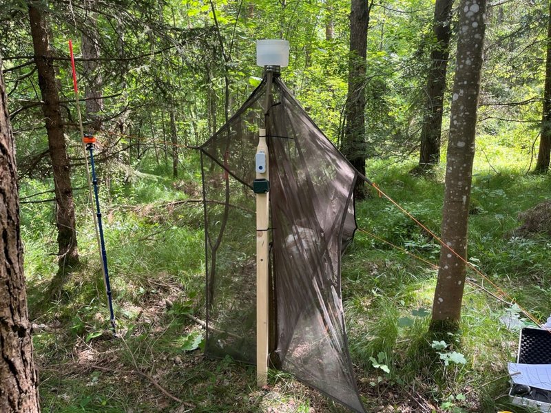 Malaisefalle mit Horchbox im Wald