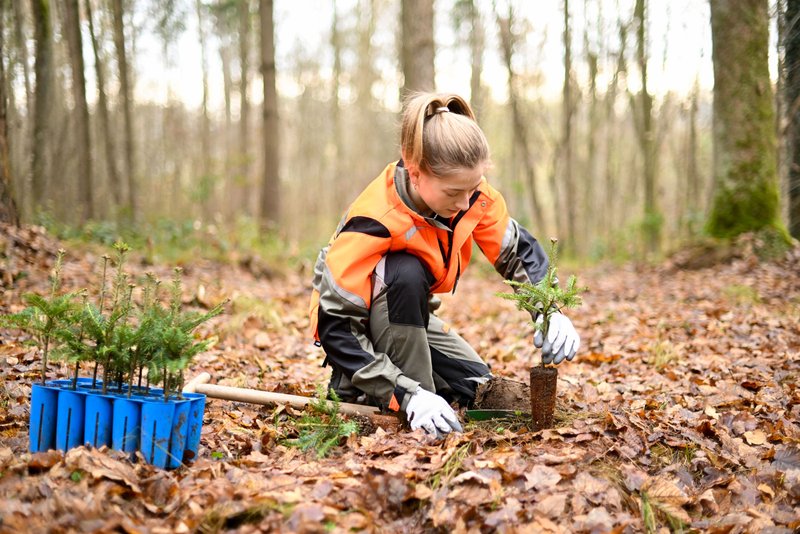 Forstwirtin pflanzt Tannen-Ballenpflanzen mit einem Hohlspaten