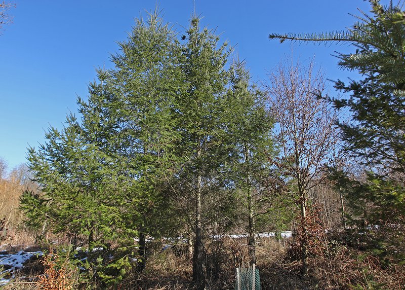 planted Douglas firs 
