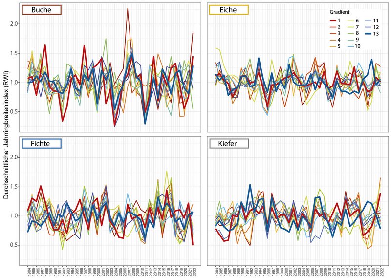 Die Grafiken zeigen für Buche links oben, Eiche rechts oben, Fichte links unten und Kiefer rechts unten den berechneten Jahrringbreitenindex über den Zeitraum 1984 bis 2022. Jedes Diagramm enthält viele Linien, die den Gradienten zugeordnet sind: rot sind trockene Standorte, blau nasse, die Varianten dazwischen sind orange bis gelb und grün. Bei allen Baumarten sind Jahre mit hohem und mit niedrigem Zuwachs zu erkennen. Die Ausschläge variieren je nach Gradient auch zeitlich unterschiedlich.