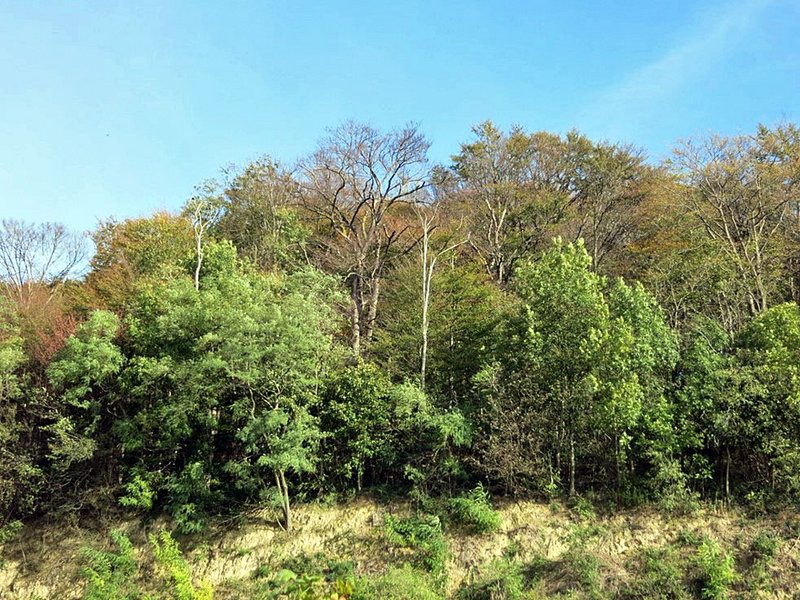 Laubwald mit Buche bei Bischoffingen – Lückige Buschgehölze von 1790 wurden zu Hochwald. Alte Buchen starben infolge der Dürrejahre 2018 / 2019 ab. Robinien überlebten und bilden heute den grünen Waldmantel. © H. Volk, 25. 10. 2019