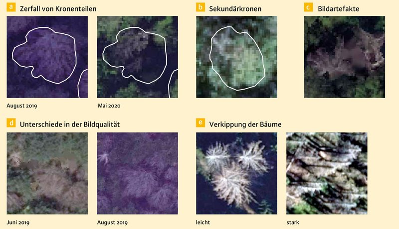 Verschieden Darstellungen von Baumkronen