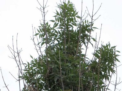 abgestorbenen Triebe in der Lichtkrone dieser etwa zehnjährigen Esche