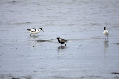 Zwei Säbelschnäbler (Recurvirostra avosetta) sowie ein Kiebitzregenpfeifer (Pluvialis squatarola)