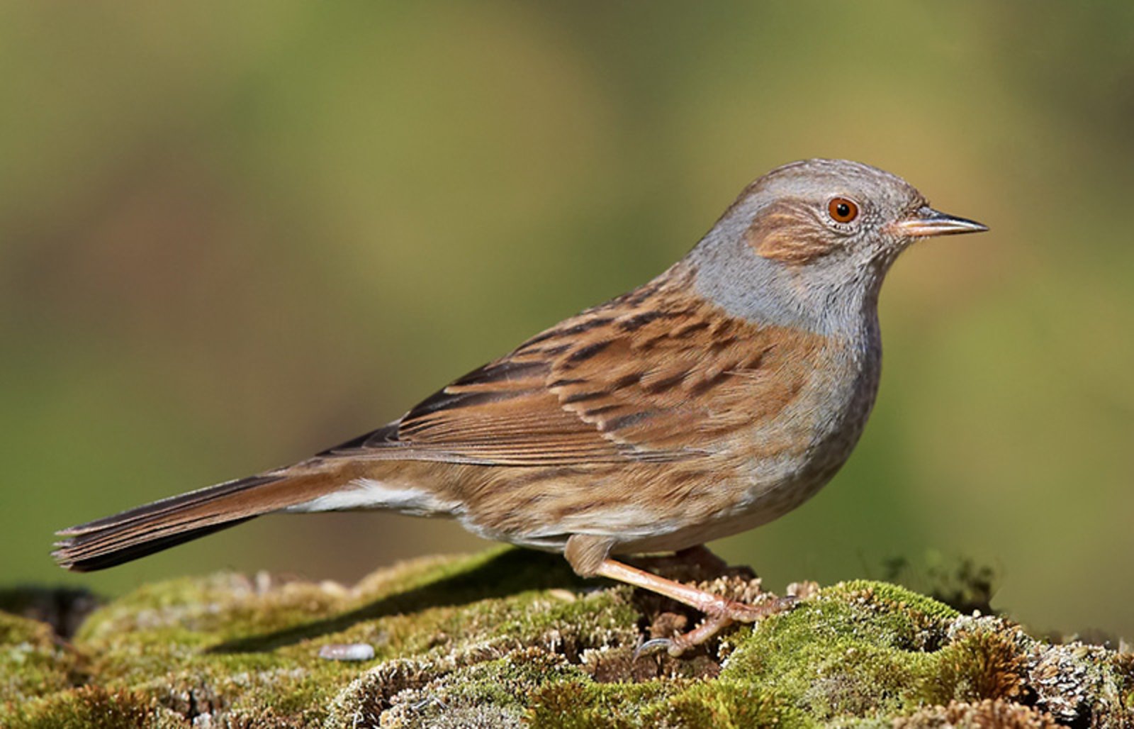 Oiseaux Indig nes Forestiers L Accenteur Mouchet Prunella Modularis oiseaux-indig-nes-forestiers-l-accenteur-mouchet-prunella-modularis