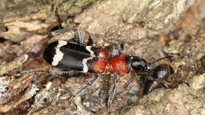 Clairon des fourmis. Photo: Beat Wermelinger