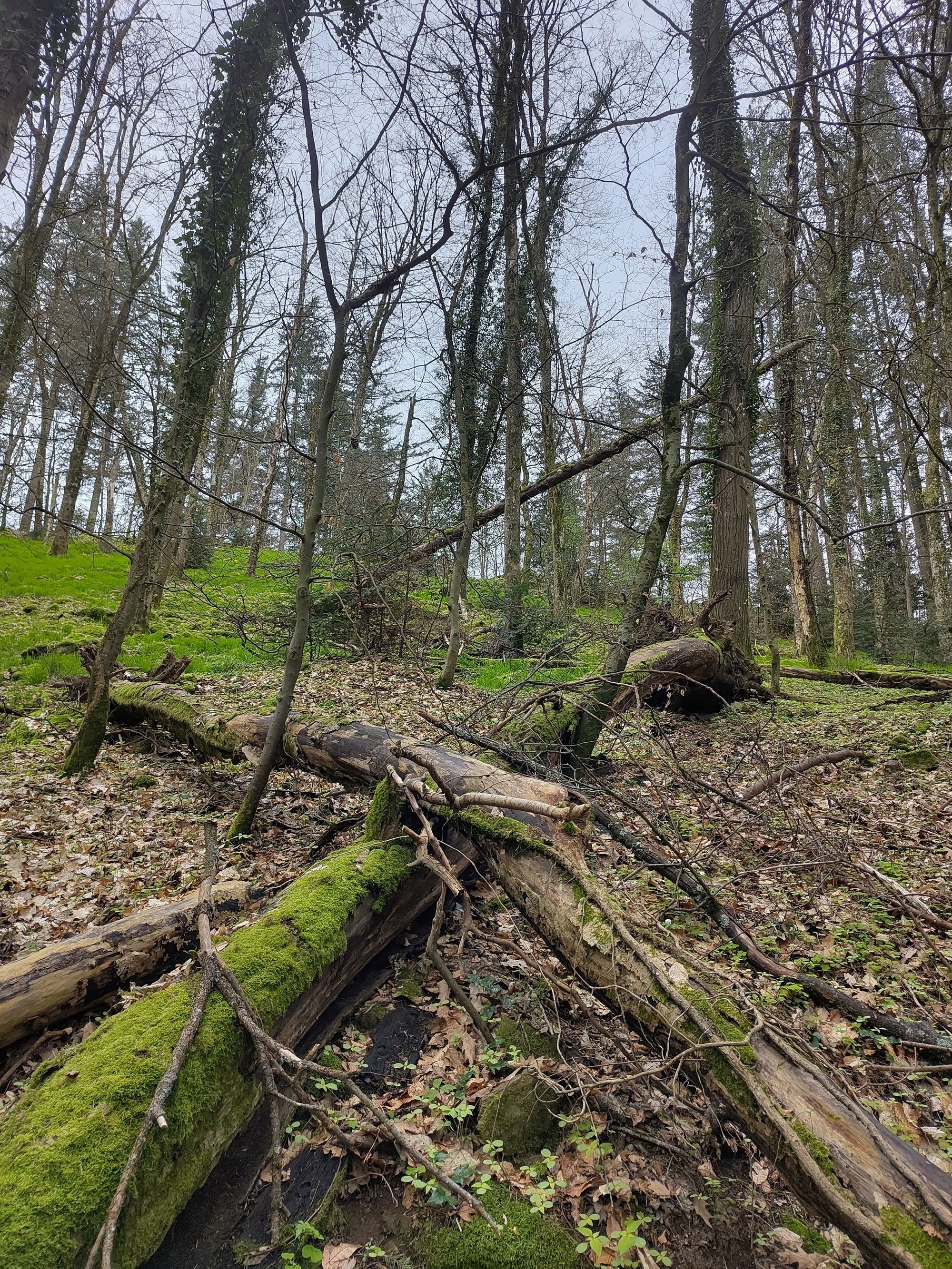 Waldbrandgefahr durch Totholz? Bedeutung und Umgang in Baden-Württembergs Wäldern 1 Waldbrandgefahr durch Totholz? Bedeutung und Umgang in Baden-Württembergs Wäldern