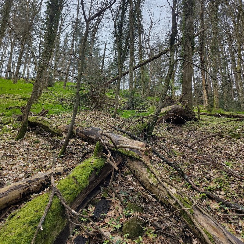 Liegendes Totholz ist meist nicht gut brennbar. Allerdings kann es die Löscharbeiten erschweren, da es Barrieren darstellt, die Feuerwehrleute umgehen müssen.