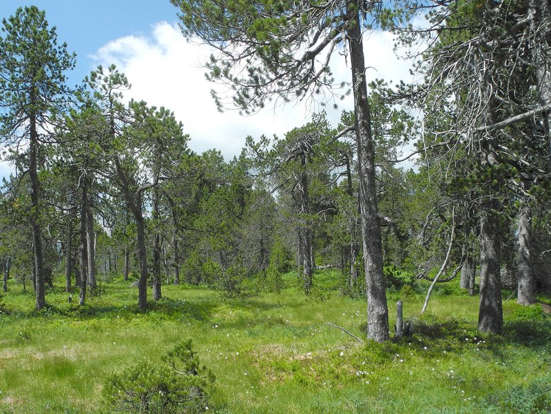 Bergföhren-Hochmoor im Entlebuch, Kanton Luzern