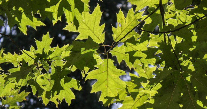 hellgrün leuchtende zackige Blätter