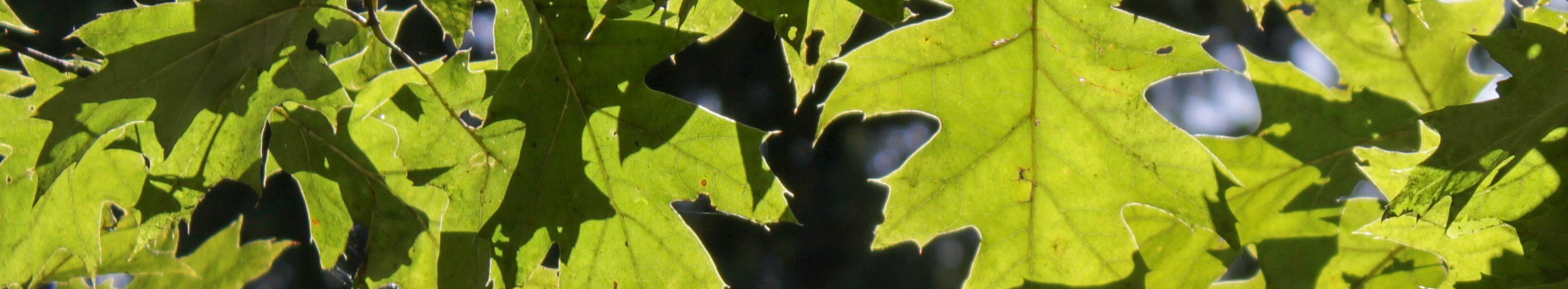 hellgrün leuchtende zackige Blätter