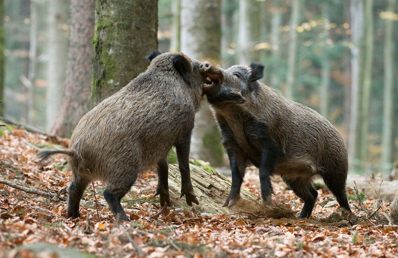 Wildschweine 