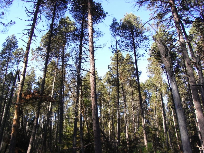 Lichter Spirkenwald mit zahlreichen hohen, locker stehenden Bäumen; durch die Baumkronen fällt Sonnenlicht, darüber ist blauer Himmel zu sehen.
