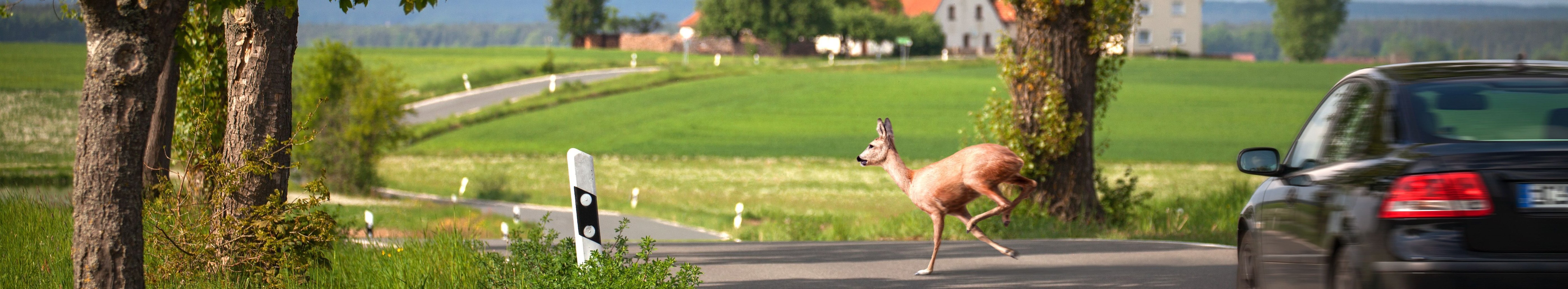 Ein Reh überquert vor einem fahrenden Auto eine Landstraße. 