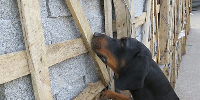 Spürhunde im Einsatz gegen invasive Arten.