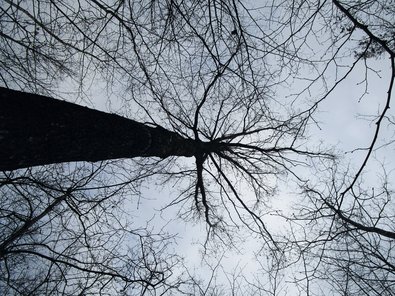 eingewachsene Baumkrone