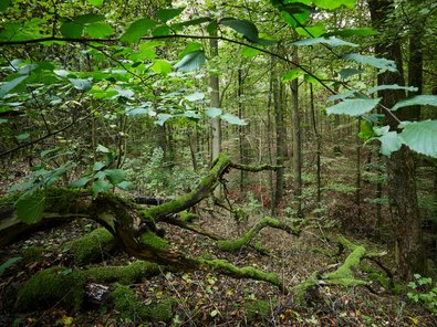 Naturnaher, strukturreicher Laubwald mit dichtem Unterwuchs und zahlreichen bemoosten, umgestürzten Bäumen und Ästen auf dem Waldboden.
