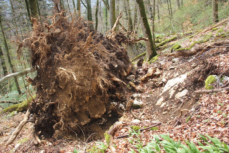 zerstörte Bodenstruktur durch entwurzelten Baum