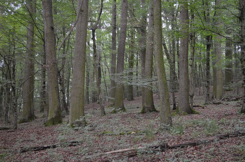 Laubwald