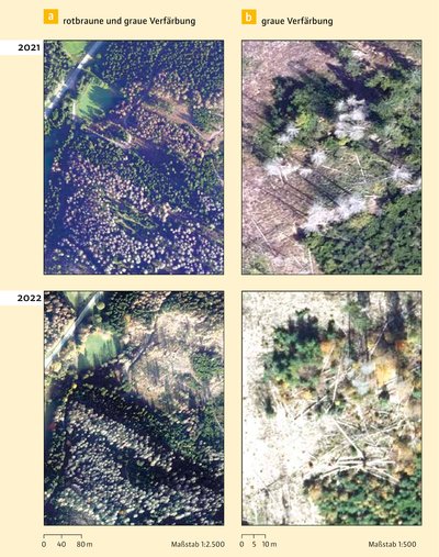 Vier Luftbilder von Wald