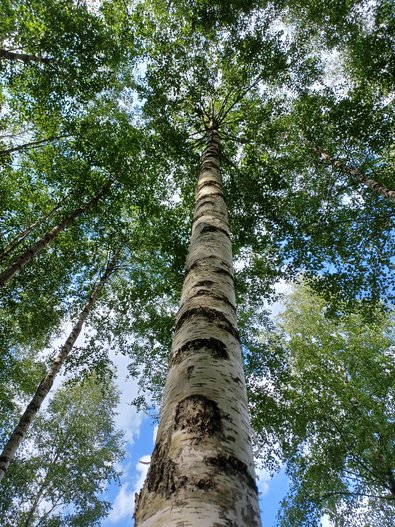 geradeschaftiger Laubbaum mit weißer Rinde