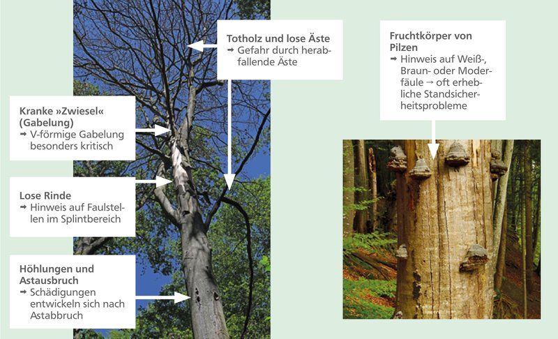 Bilder von abgestorbenen Bäumen mit Beschreibungen