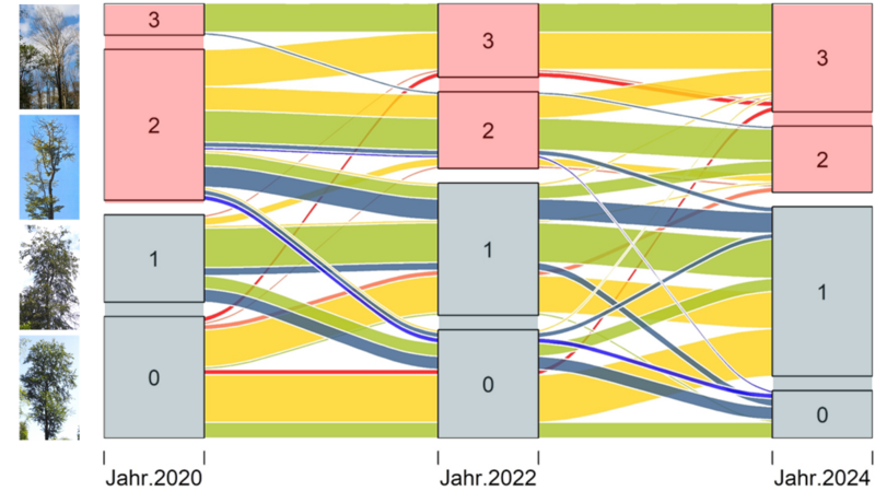 Schadstufen der Buche Verschiebung über die Jahre
