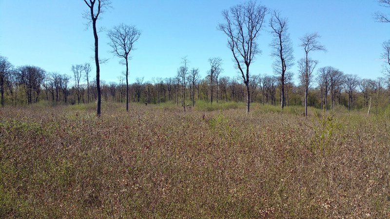 Blick über eine der großflächigen Eichennaturverjüngungsflächen unter Belassen ausgewählter Alt- und Biotopbäume.