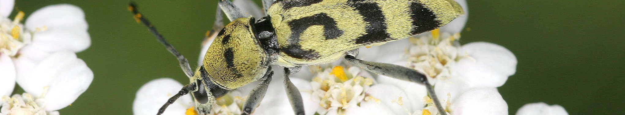 Gliederfüsser auf Waldbrandfläche