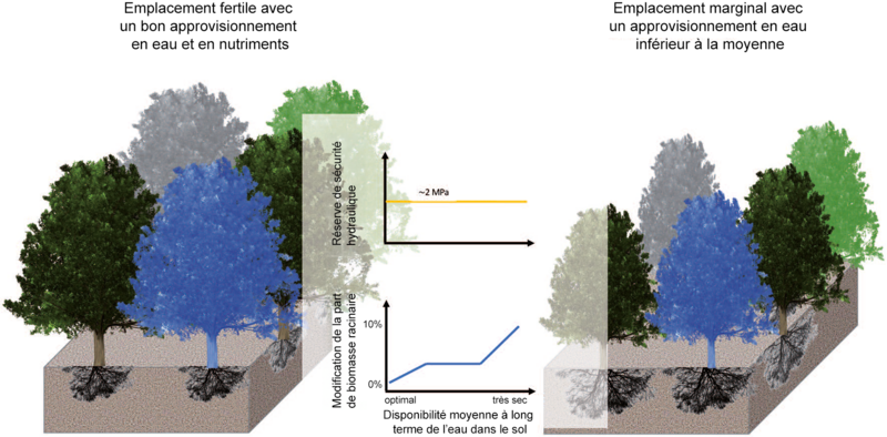 Graphique comparatif avec des arbres – à gauche, des couronnes luxuriantes et une biomasse racinaire relativement faible, à droite, l'inverse.