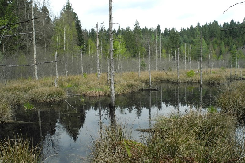  Renaturiertes Moorgebiet