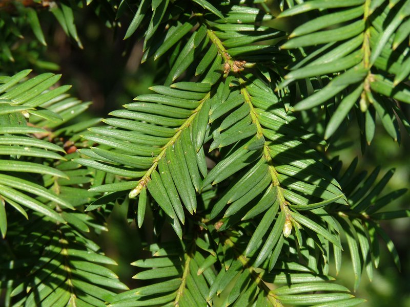 leaves of the yew tree