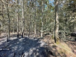 Laubbäume mit verkohltem Stammfuß auf der Brandfläche bei Oberwesel nach dem Waldbrand – trotz deutlicher Verkohlung überstanden viele Individuen den Brand und regenerierten sich anschließend.