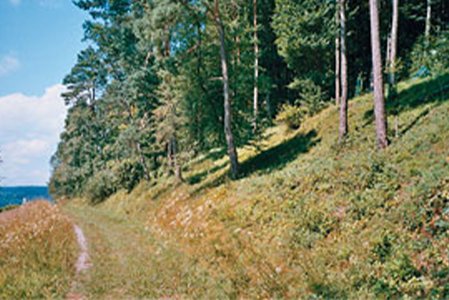 Wildbirnenbestand