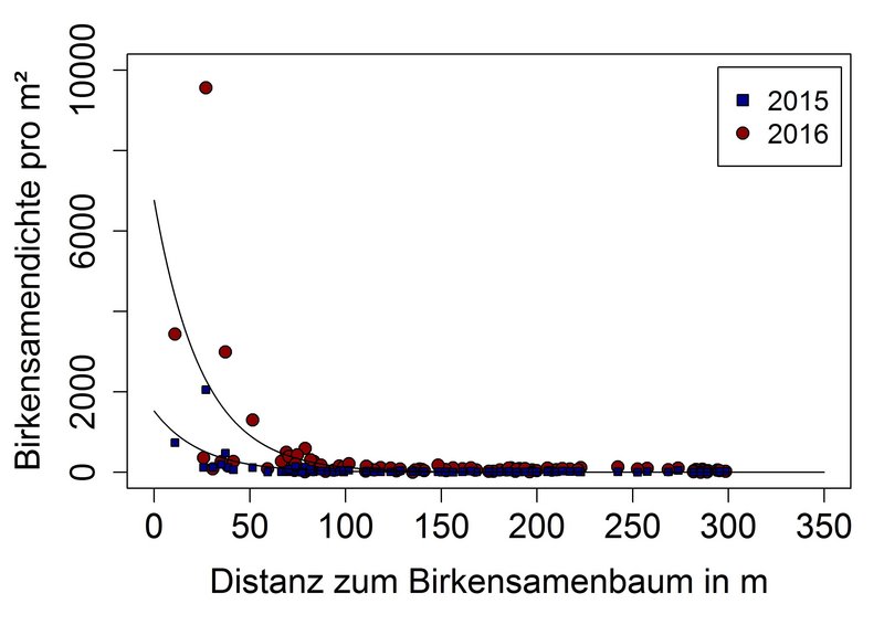 Streudiagramm zur Beziehung zwischen der Distanz zu einem Birkensamenbaum und der Birkendichte pro Quadratmeter. Auf der x-Achse ist die Distanz zum Birkensamenbaum in Metern (0–350 m), auf der y-Achse die Birkendichte pro m² dargestellt. Blaue Quadrate kennzeichnen Messwerte aus dem Jahr 2015, rote Kreise Messwerte aus dem Jahr 2016. Die höchsten Birkendichten treten in geringer Entfernung zum Samenbaum auf und nehmen mit zunehmender Distanz stark ab. Zwei eingezeichnete Regressionskurven verdeutlichen diesen negativen Zusammenhang für beide Untersuchungsjahre. Ab etwa 100 Metern Entfernung liegen die meisten Werte nahe null, unabhängig vom Jahr.