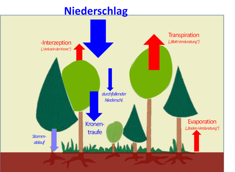 Abb. 1: Schema der Wege des Niederschlags in den Boden und der oberirdischen Verdunstung (blaue Pfeile: Niederschlagskomponenten; rote Pfeile: Interzeption und Verdunstung).
