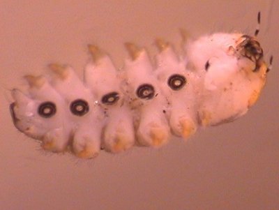 Lidmückenlarve mit sechs charakteristischen Saugnäpfen auf der Bauchseite.